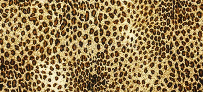 Attempt to smuggle leopard pelt thwarted