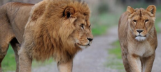 Punjab to Implement Lion Sterilization for Population Control