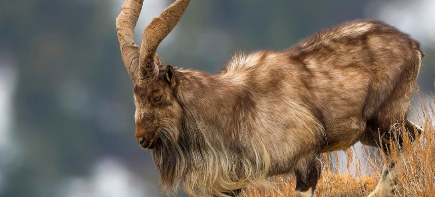 American Hunter Pays $66,000 to Hunt Markhor in Chitral