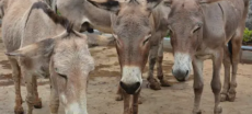 Donkey Slaughterhouse Begins Operations in Gwadar