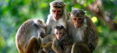 Sri Lanka Faces Island-Wide Blackout Due to Monkey Interference