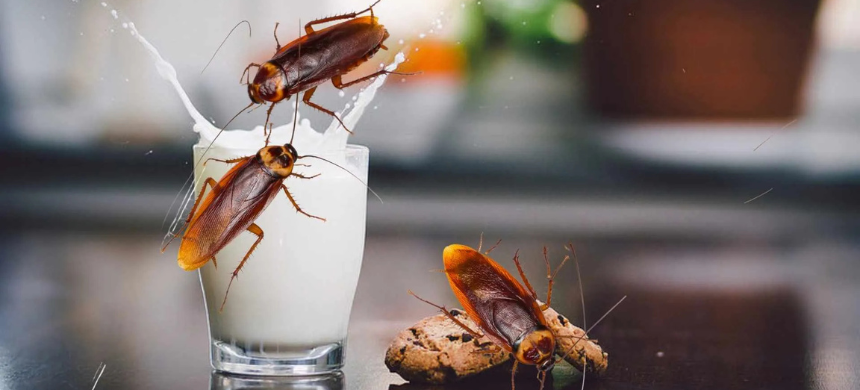 Study Suggests Cockroach Milk May Outshine Cow’s Milk in Nutritional Value