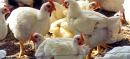 Nation sees a sharp surge in sugar and chicken prices