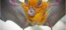 New Coronavirus Found in Brazilian Bats Shares Striking Similarities with MERS-CoV