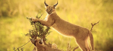 Rare Caracal Wild Cat Sighted in Pakistan’s Cholistan Desert