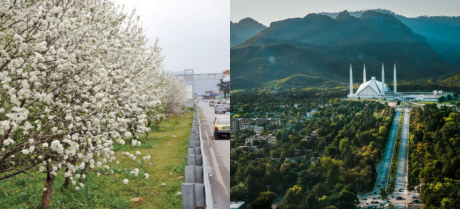 CDA Criticized for Using Artificial Flowers to Impress International Delegates Ahead of SCO Summit
