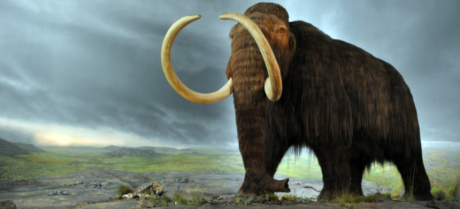 200,000-Year-Old Woolly Mammoth Fossil Discovered in Canada
