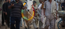 Eid ul Adha Likely to Be Celebrated on June 7 Across Pakistan