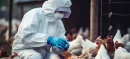 Global Experts Warn of Bird Flu Pandemic Risk, Urge Swift Action