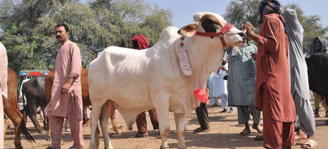 Eid-ul-Azha Cattle Market Locations Revealed in Lahore