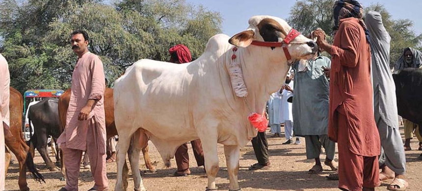 Eid-ul-Azha Cattle Market Locations Revealed in Lahore