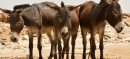 Pakistan Customs Foils Attempt to Smuggle 14,000 Donkey Hides Abroad