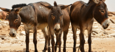 Pakistan Customs Foils Attempt to Smuggle 14,000 Donkey Hides Abroad