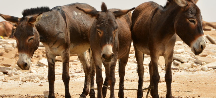 Pakistan Customs Foils Attempt to Smuggle 14,000 Donkey Hides Abroad