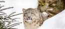 Opposition Grows Against Transfer of Snow Leopards from Pakistan to Russia