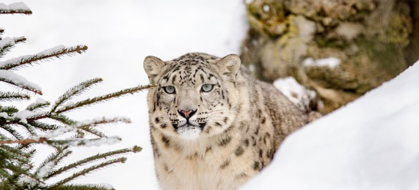 Opposition Grows Against Transfer of Snow Leopards from Pakistan to Russia