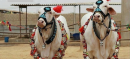 Eidul Adha Date Announced for Pakistan!