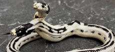 Rare Two-Headed Snake Captures Attention Online