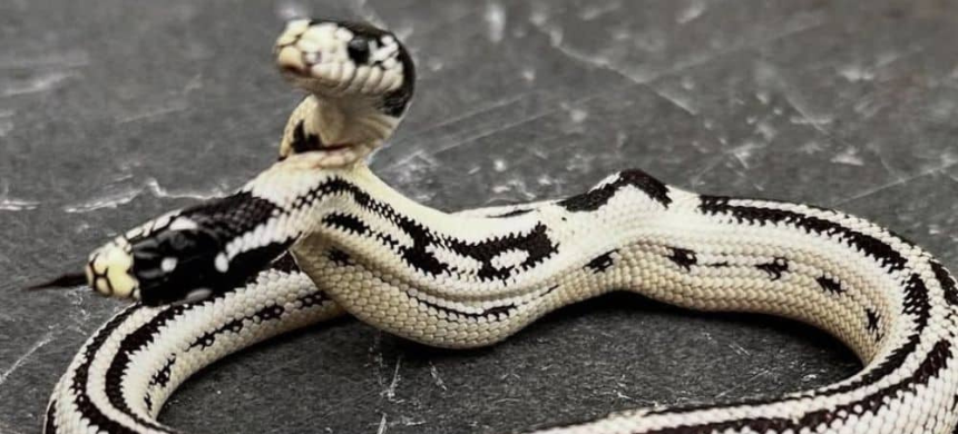 Rare Two-Headed Snake Captures Attention Online