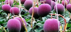 World’s Priciest Purple Mango Now Grown and Available in Pakistan