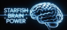 Starfish Neuroscience to Launch Wireless Brain Chip by Late 2025