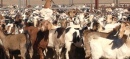 Goats Worth Rs650,000 Stolen in Chung; Police Boost Livestock Theft Crackdown