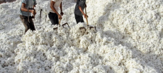 Farmers Demand GST Relief on Local Cotton as Costs Soar