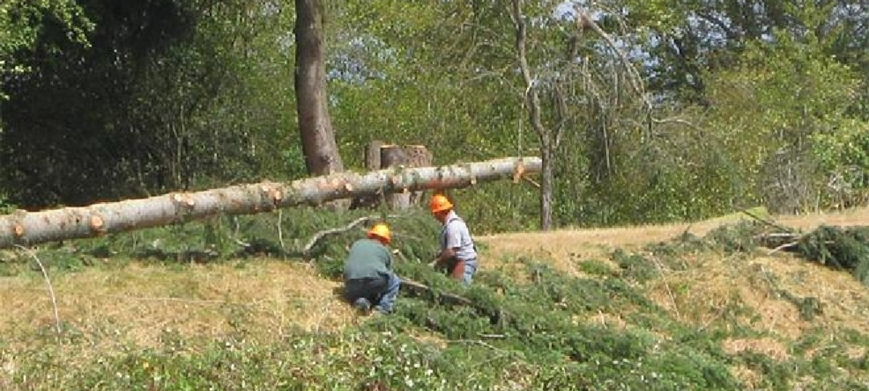 LHC Orders Halt on Tree Cutting Along Canal Road, Emphasizes Green Protection