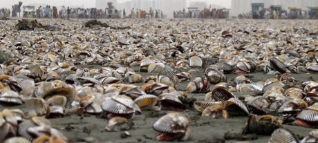 Millions of Oysters Wash Ashore on Karachi Beach in Rare Natural Event