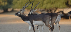 Rare Blackbucks Stolen from Jhang Wildlife Park, Probe Launched