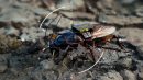Spy Cockroaches and AI Robots