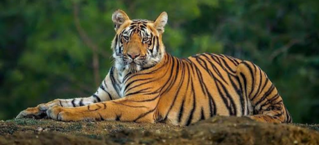 Punjab Wildlife Department Discloses Number of Privately Owned Big Cats