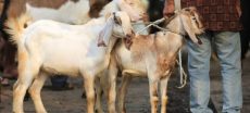 Audit Uncovers Fake Deliveries In Rs 20 Million Livestock Vaccine Scam