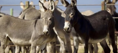 Donkey Meat Seized From Another Major City In Punjab Province