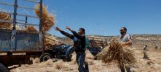 Israeli Army Uproots Three Thousand Olive Trees In West Bank Region