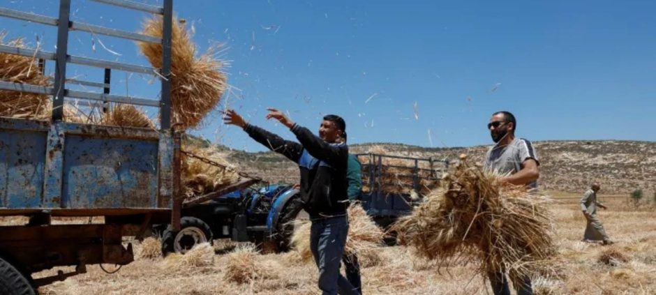 Israeli Army Uproots Three Thousand Olive Trees In West Bank Region