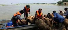 Punjab Govt Initiates Massive Flood Rescue Operation