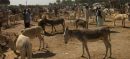 Punjab has the Highest Donkey Population Among all Provinces in Pakistan