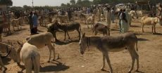 Punjab has the Highest Donkey Population Among all Provinces in Pakistan
