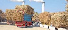 Sugar Mills Owe Farmers Over Rs3 Billion According To Audit Report (1)