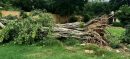 Banyan tree in Old Clifton restored after heavy rain