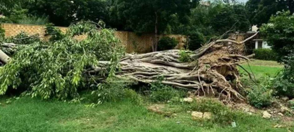 Banyan tree in Old Clifton restored after heavy rain