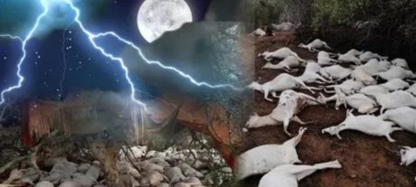 Lightning Strike in Thar Parkar Claims Human and 23 Animal Lives