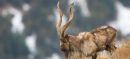 Gilgit-Baltistan Hikes Markhor Trophy Hunting Permit Fee To $200,000