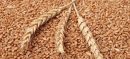 Government Plans To Request IMF Approval For Wheat Price Support