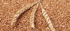 Government Plans To Request IMF Approval For Wheat Price Support