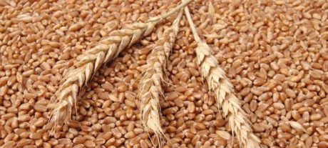 Government Plans To Request IMF Approval For Wheat Price Support