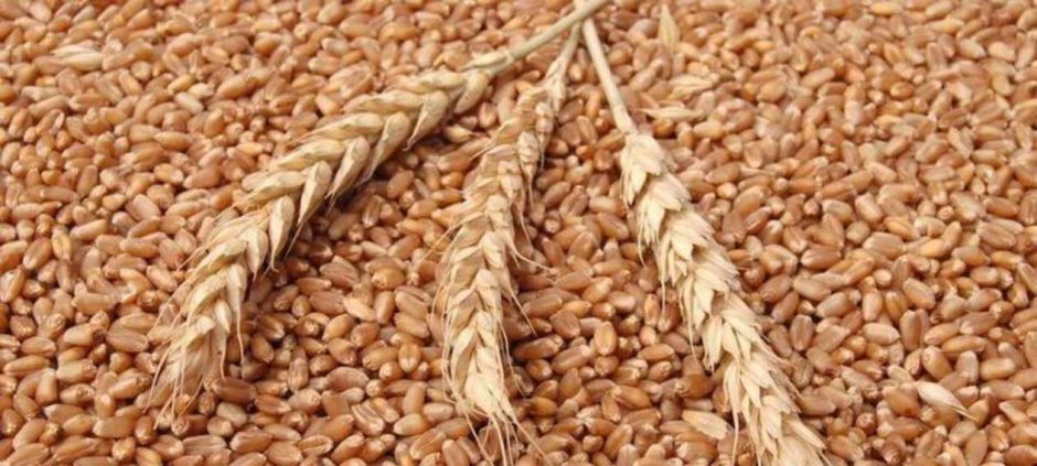 Government Plans To Request IMF Approval For Wheat Price Support