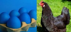 Hen Lays Blue Eggs, Shocks Internet Users