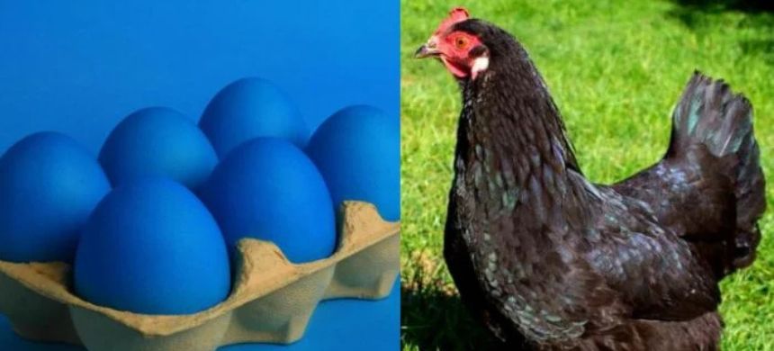 Hen Lays Blue Eggs, Shocks Internet Users